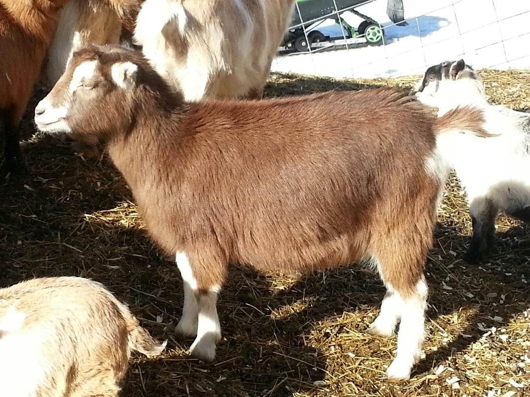 Mini lamancha - Crazy Acres Farm Home of Show QualityNigerian Dwarf Dairy Goats